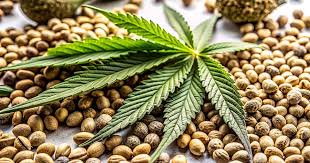 Exploring Cannabis Seeds Alberta A Comprehensive Guide