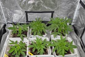 Exploring Cannabis Seeds Alberta A Comprehensive Guide